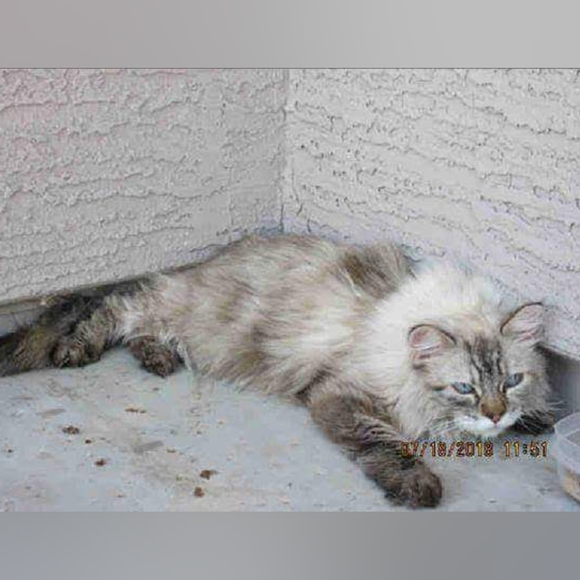 Meet your Posher, Adrienne - Picture 15 of 16